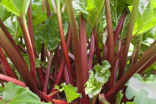 brocolli